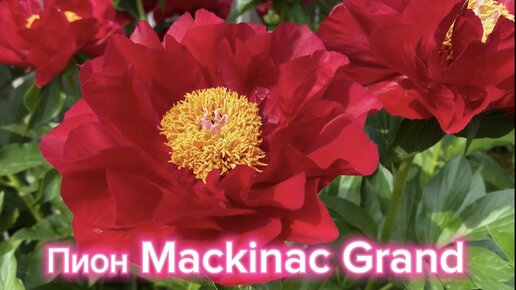 Пион Mackinac Grand - яркое чудо!!!
