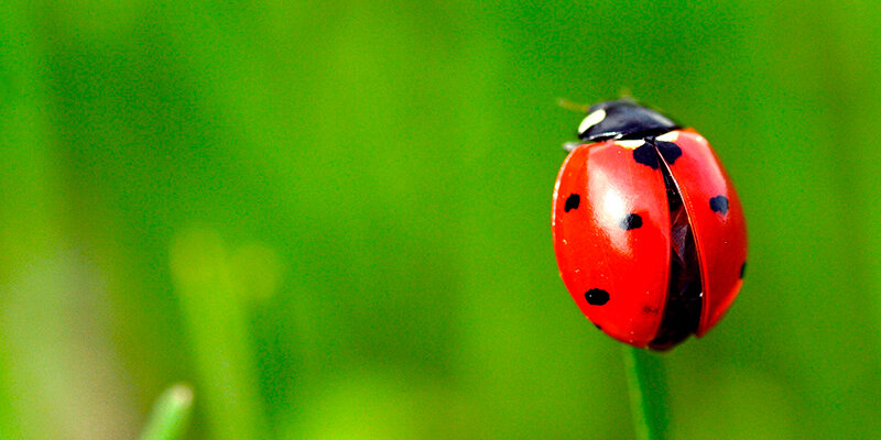 Ladybug