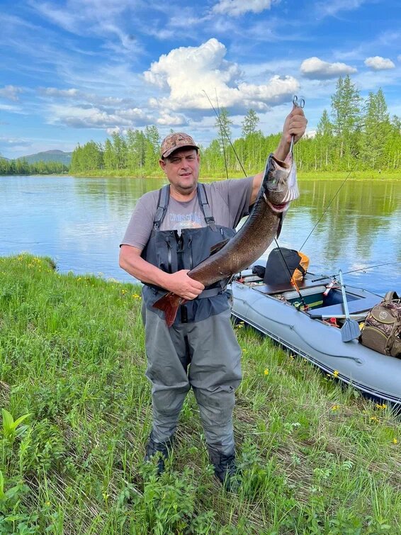 Некоторые рыбаки утверждают, что тайменей от 70 см ловить законно, даже не обращая внимание, что он до сих пор в Красной книге. Это не так!