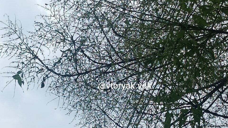     Источник: vtoryakvdk