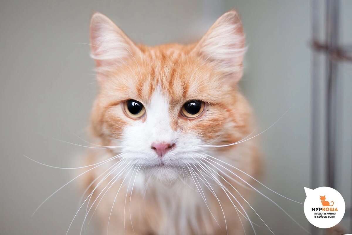 Киприота нашли на дачах.