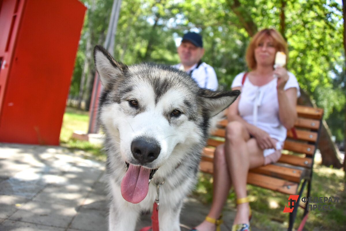 К выходным столбик термометра поднимется до +33 градусов.  Фото: ФедералПресс / Полина Зиновьева