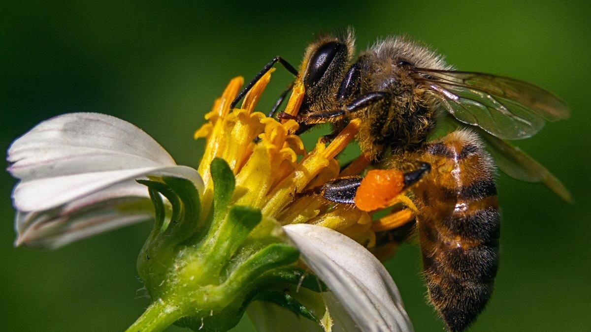    Пчела сидит на цветке:Freepik