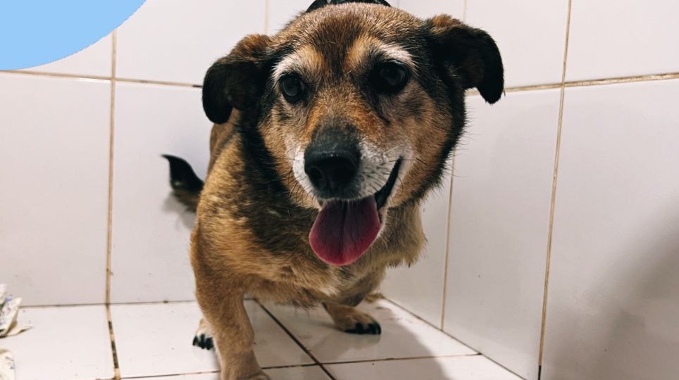 Онкология поразила легкие, но собака будет рада провести время с человеком!