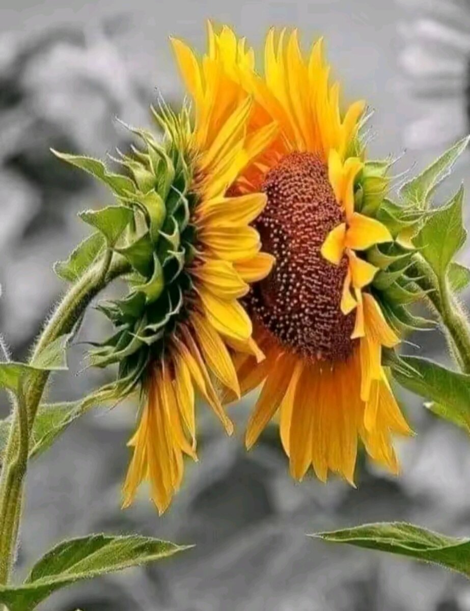 Фото из открытых источников Яндекса