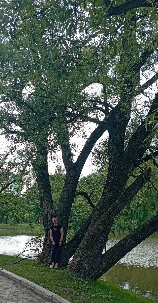 Новодевичий пруд. Мне очень нравятся большие деревья.