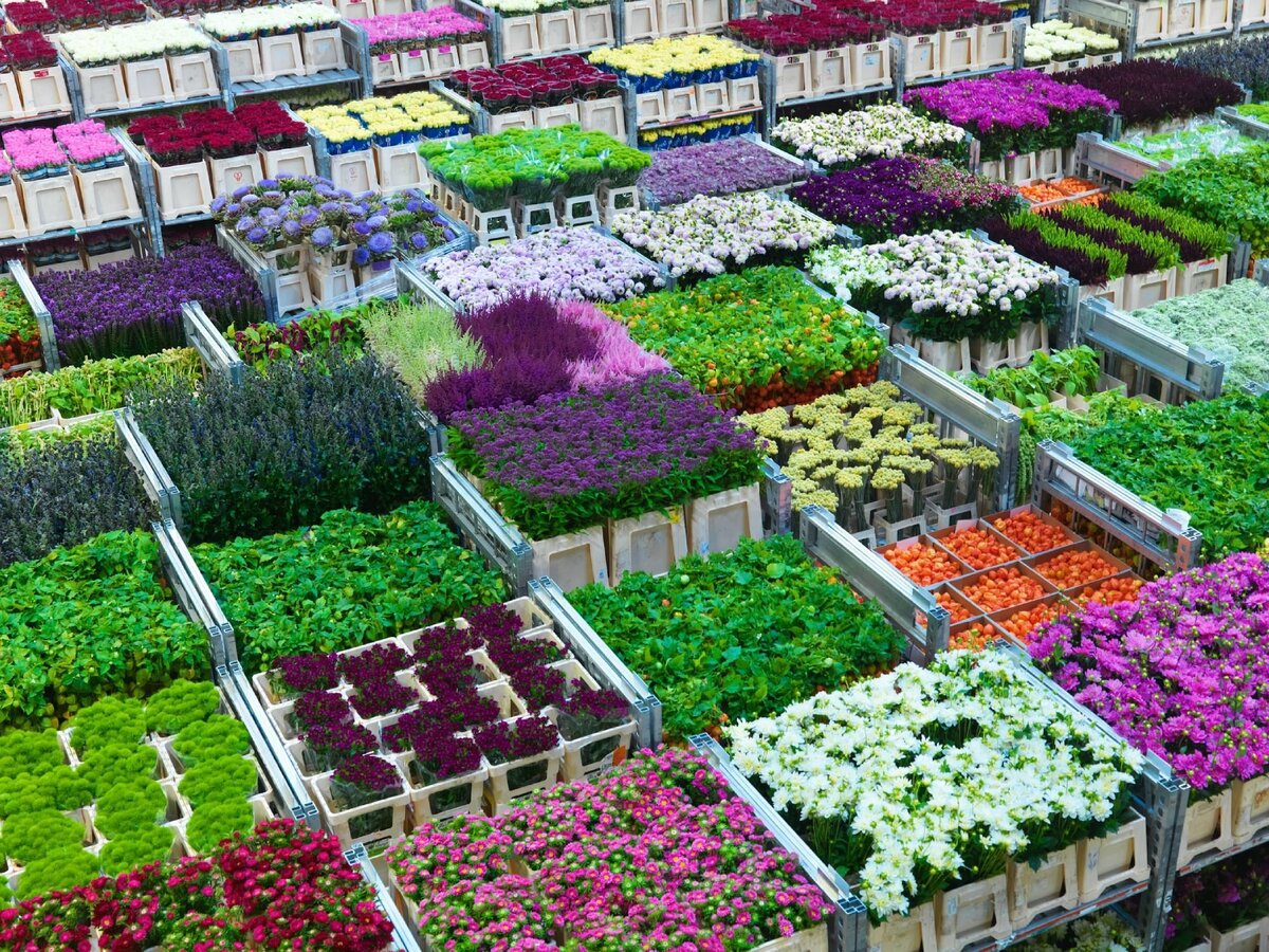 Ассортимент FloraHolland Aalsmeer Amazing flowers