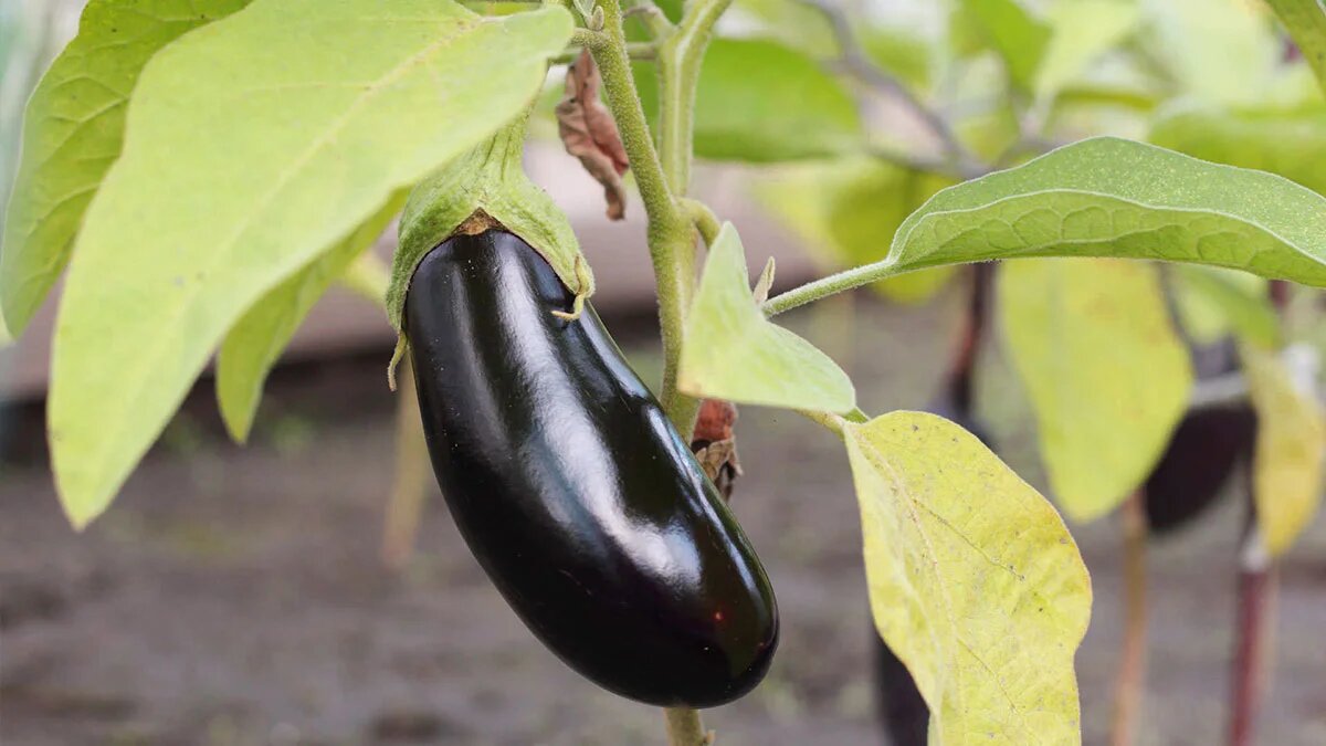 Жёлтые листья, конечно, не украшают кусты этой чудесной культуры