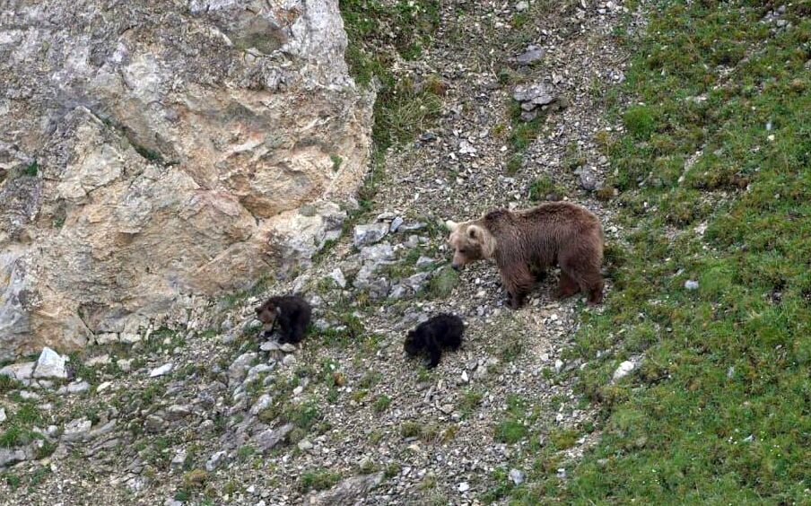    Фото: t.me/kavkazzapoved