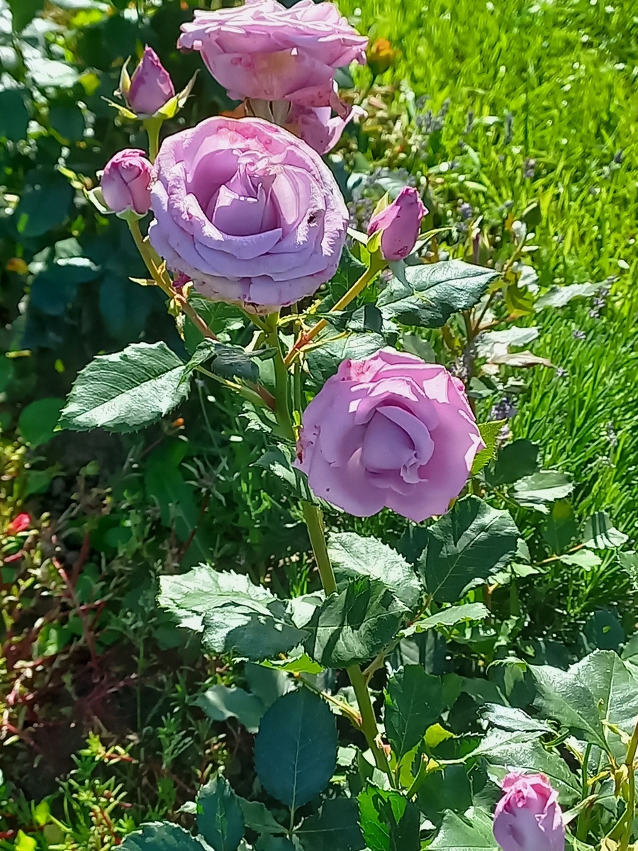 фото Надежды