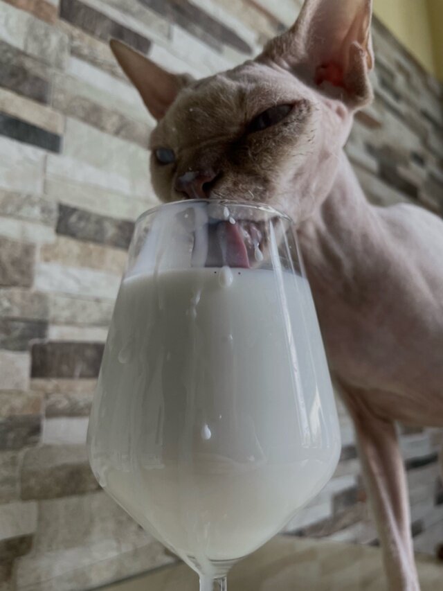 Кошки действительно с удовольствием пьют молочко