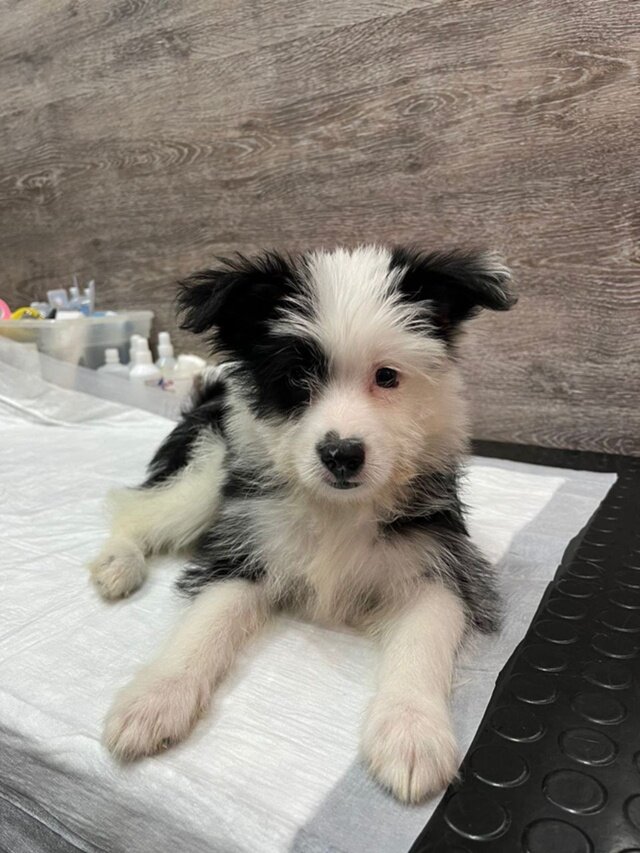 щенок Бим впервые посетил ветеринарную клинику