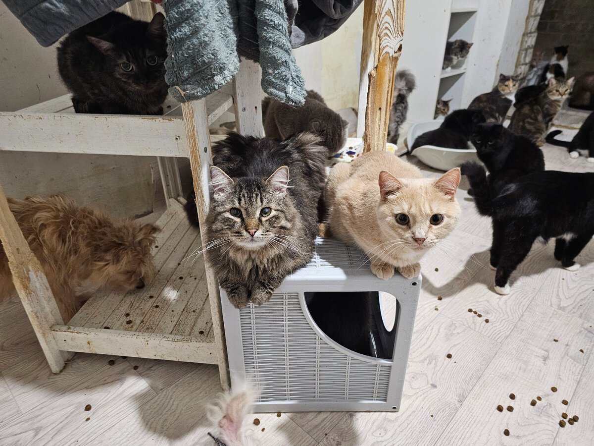 Часть кошек из приюта