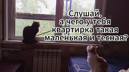 Коты и поклейка обоев