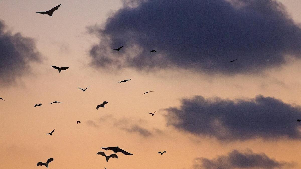    Летучие мыши в ночном небе:Unsplash/Clément Falize