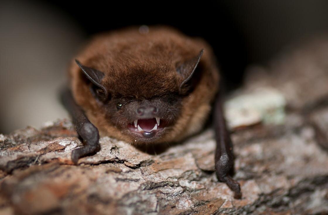    Зверек показывает зубы:Flickr/Tim Fritz