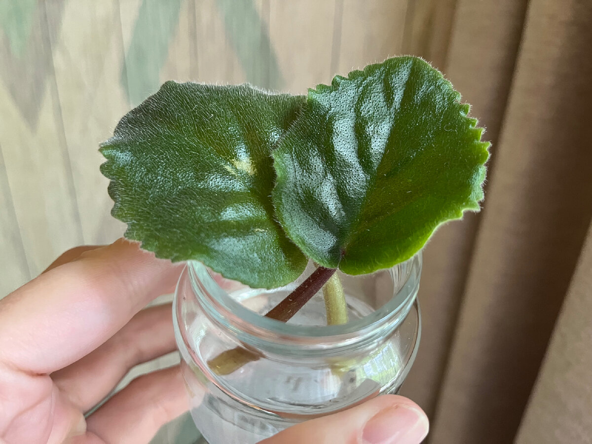 Мои новые жильцы