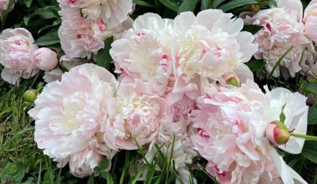     Пионы. Источник: 78.ru Автор фото: Пресс-служба Ботанического сада