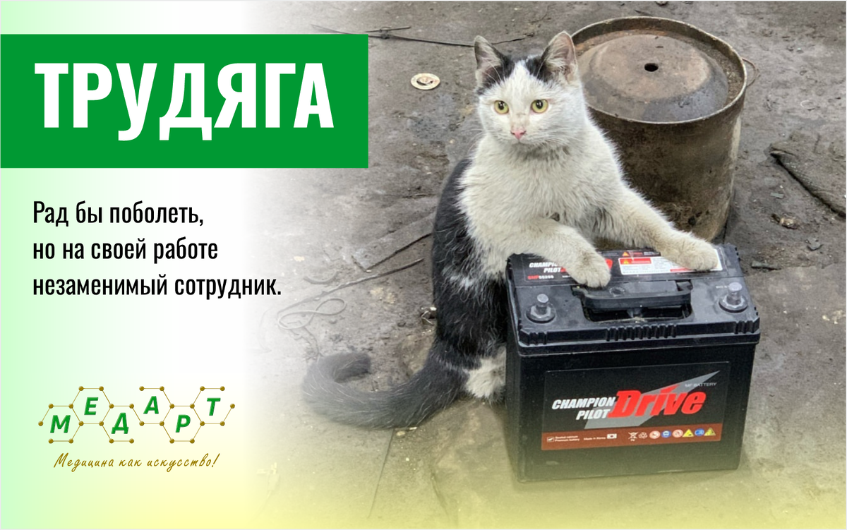 Фото паблик "Коты ишачат на заводе"