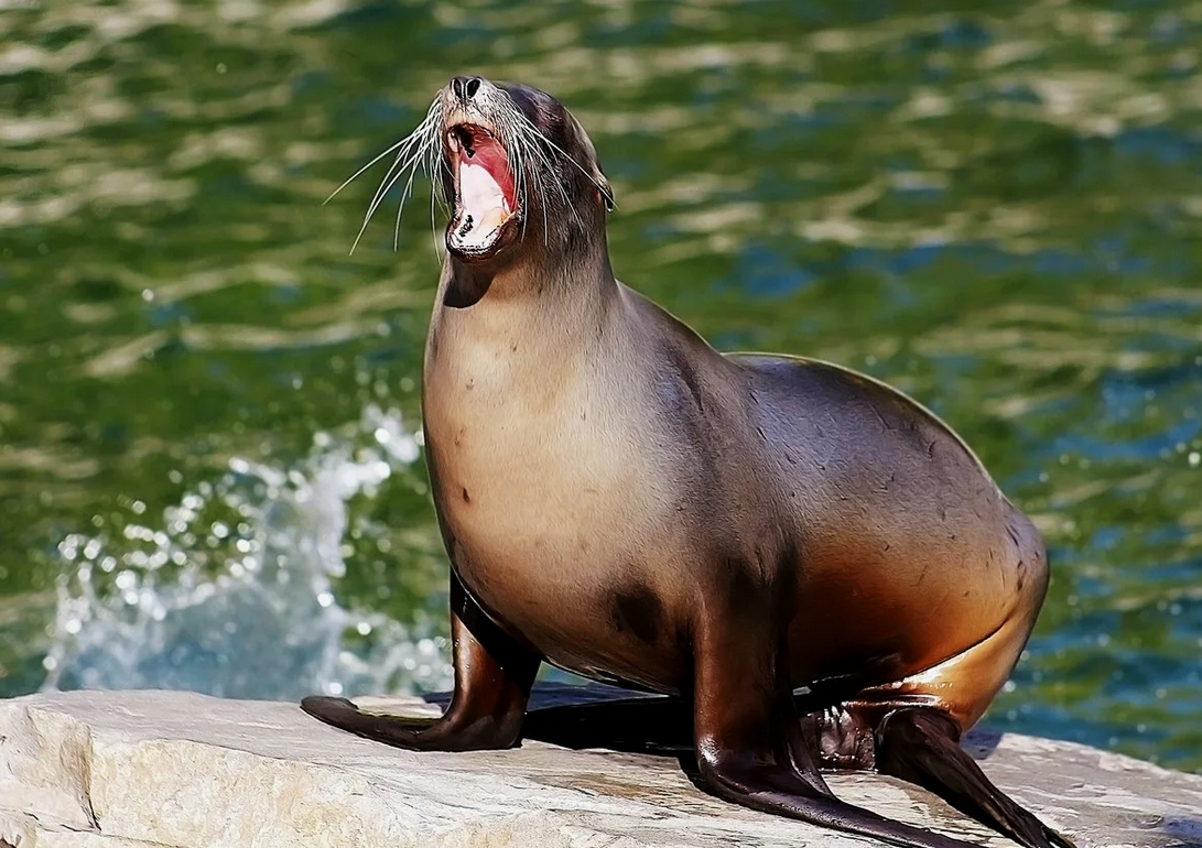 Petition - Save Steller Sea Lions! - Canada - Change.org