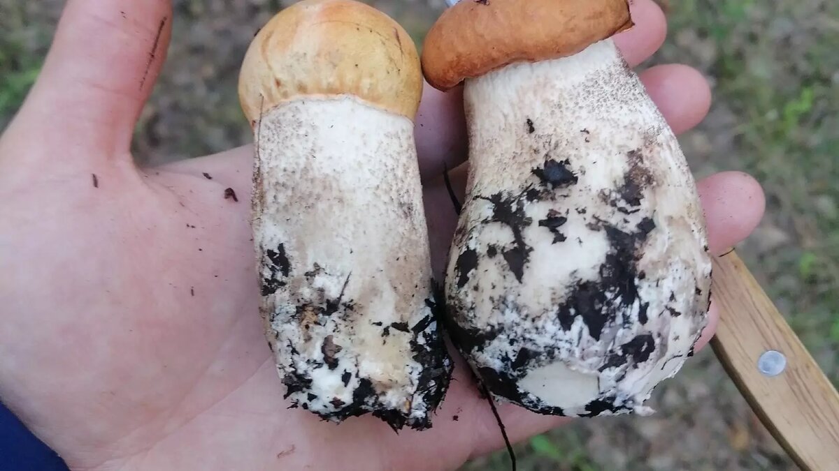     Источник: vk.com/lespr800