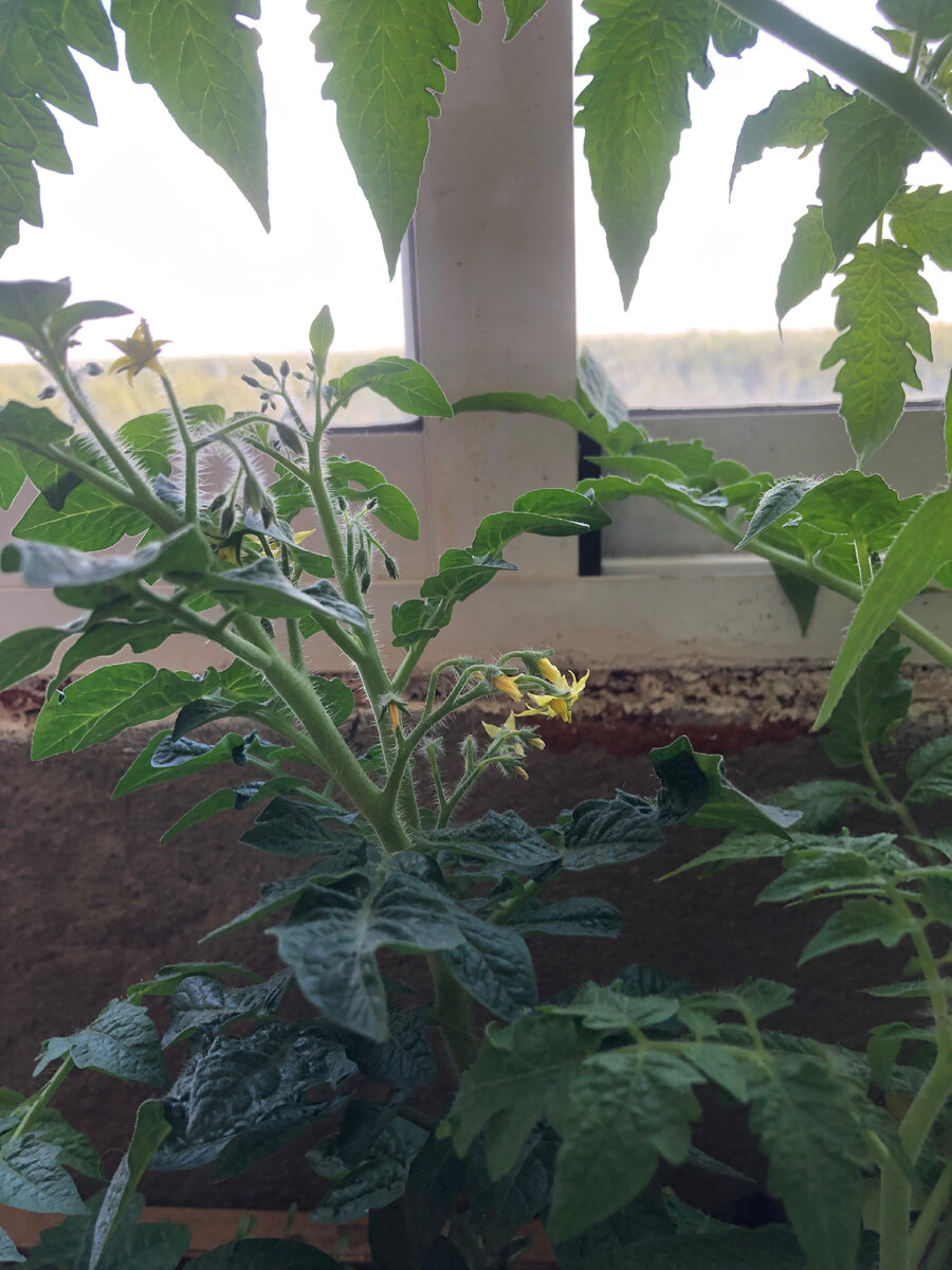 Помидоры на балконе.