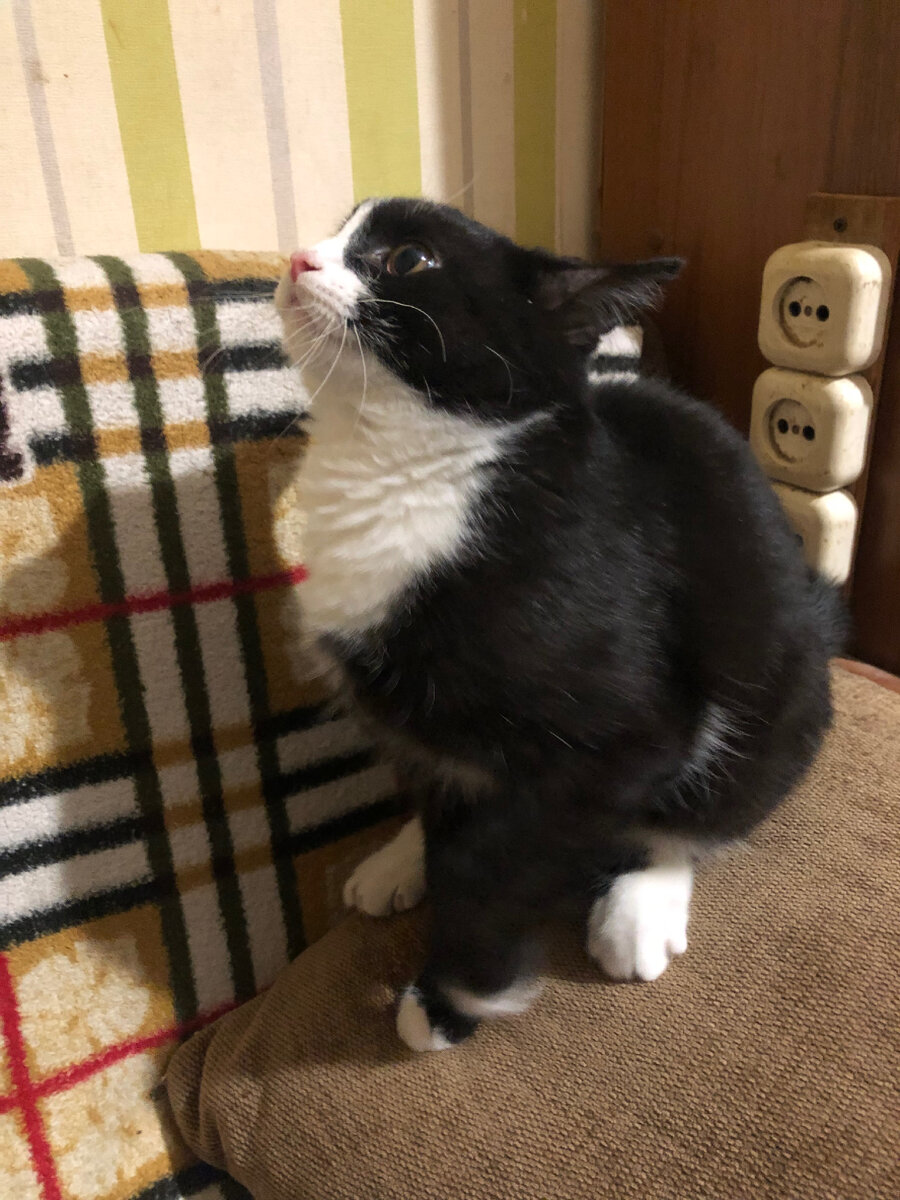 Кеша-проказник.