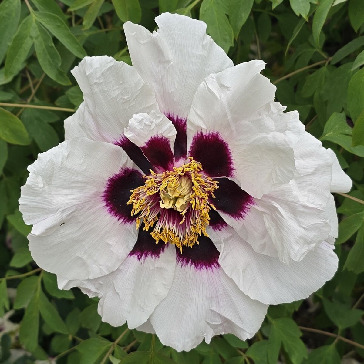 Китайские древовидные пионы