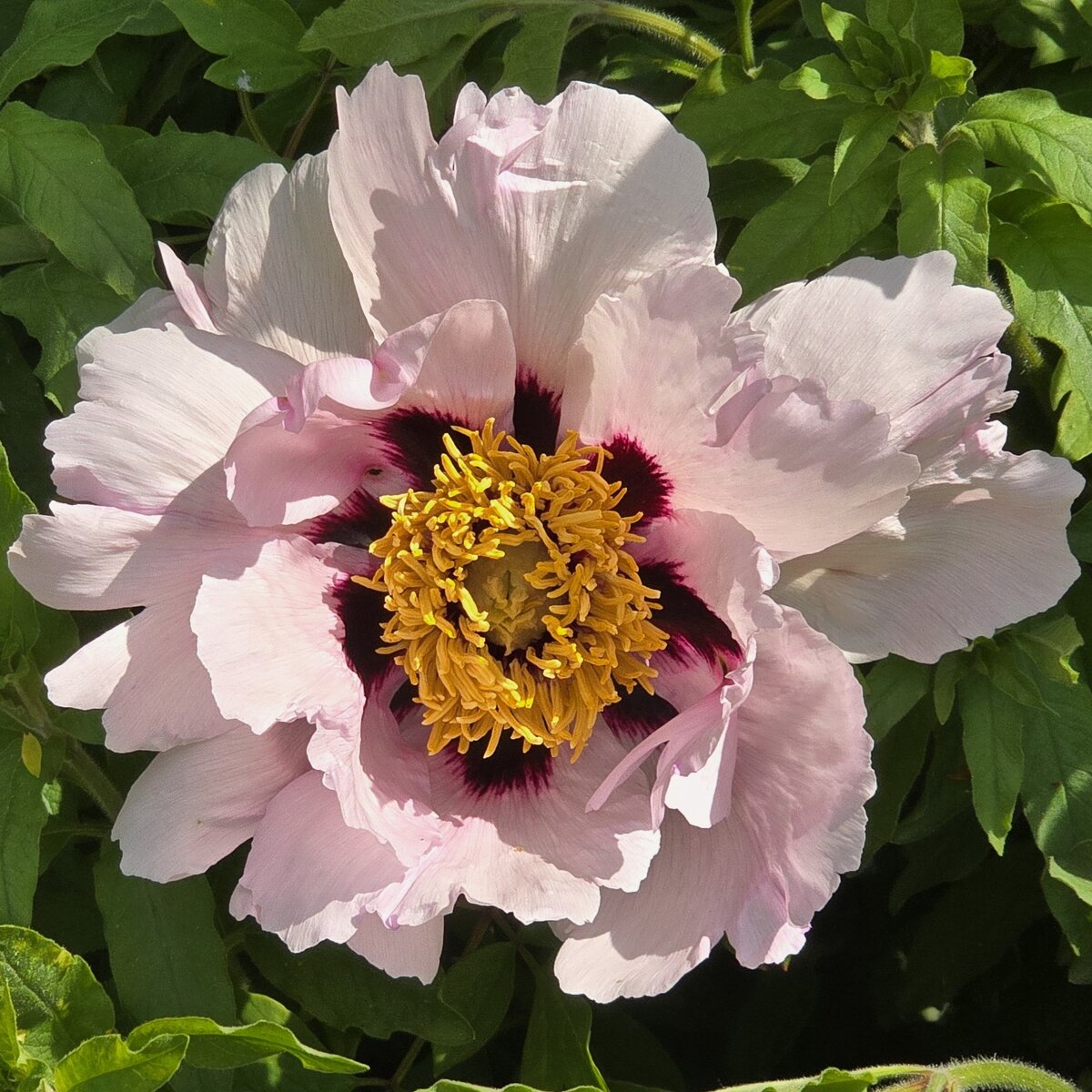 Китайские древовидные пионы