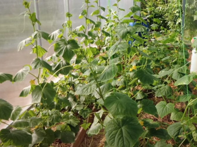 ЖАРА! ПАУТИННЫЙ КЛЕЩ АТАКОВАЛ ТЕПЛИЦЫ С ОГУРЦАМИ - ПРОСТОЕ СРЕДСТВО БОРЬБЫ С КЛЕЩОМ.