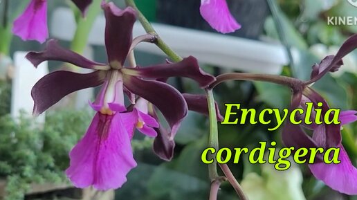 Encyclia cordigera. Первое домашнее цветение.