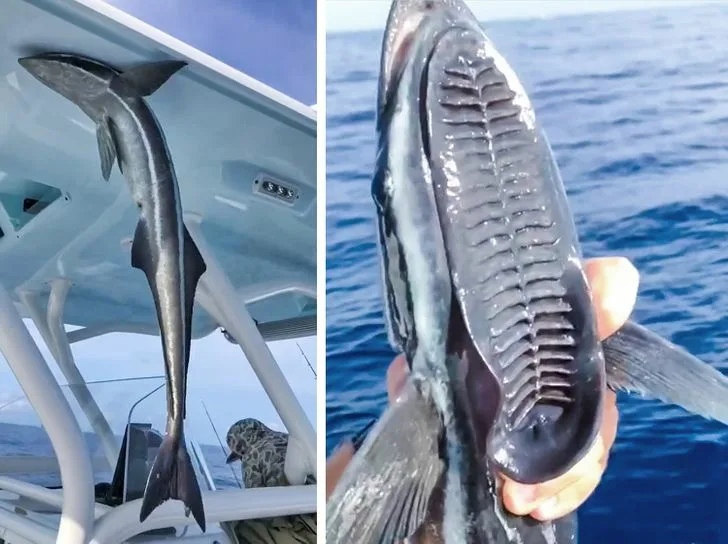remora2 Аквариум