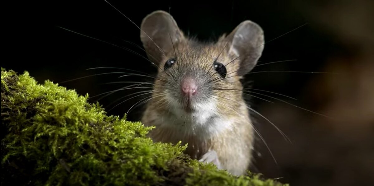    Видео на YouTube