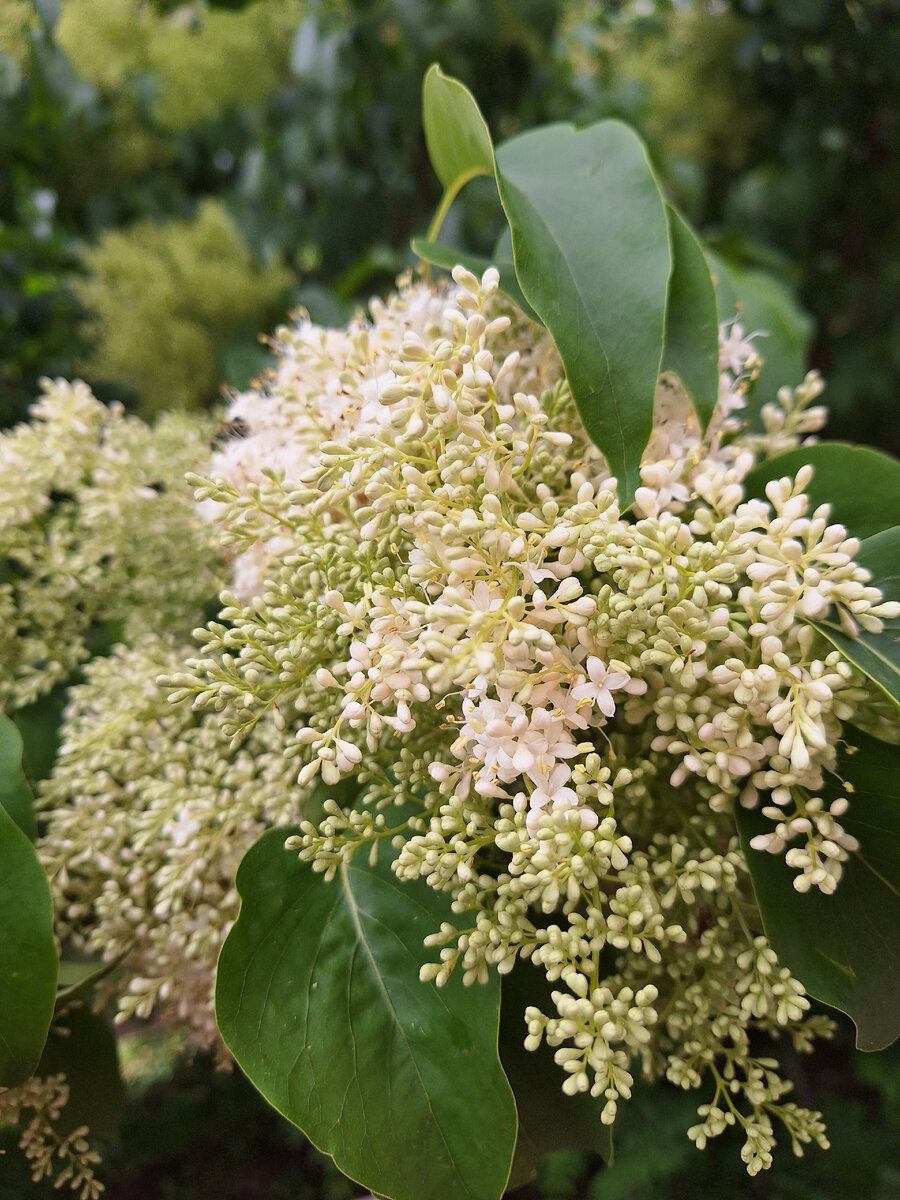 Цветущая сирень в Петровском парке. Фото - собственность автора канала.