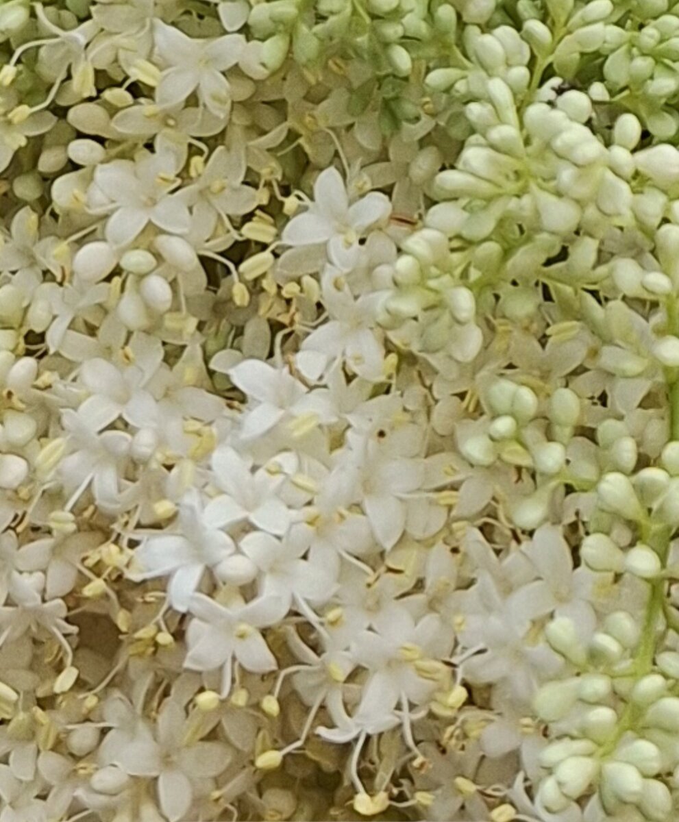 Цветущая сирень в Петровском парке. Фото - собственность автора канала.