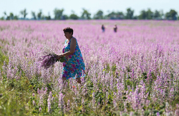    Сбор Иван-чая.Михаил Почуев/ТАСС
