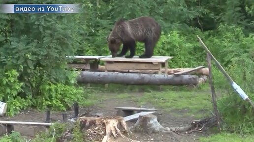 ОСТОРОЖНО, ДИКИЕ ЗВЕРИ🐻