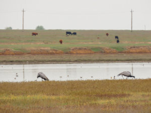    Фото: Е.И. Ильяшенко / фонд «Природа и люди»