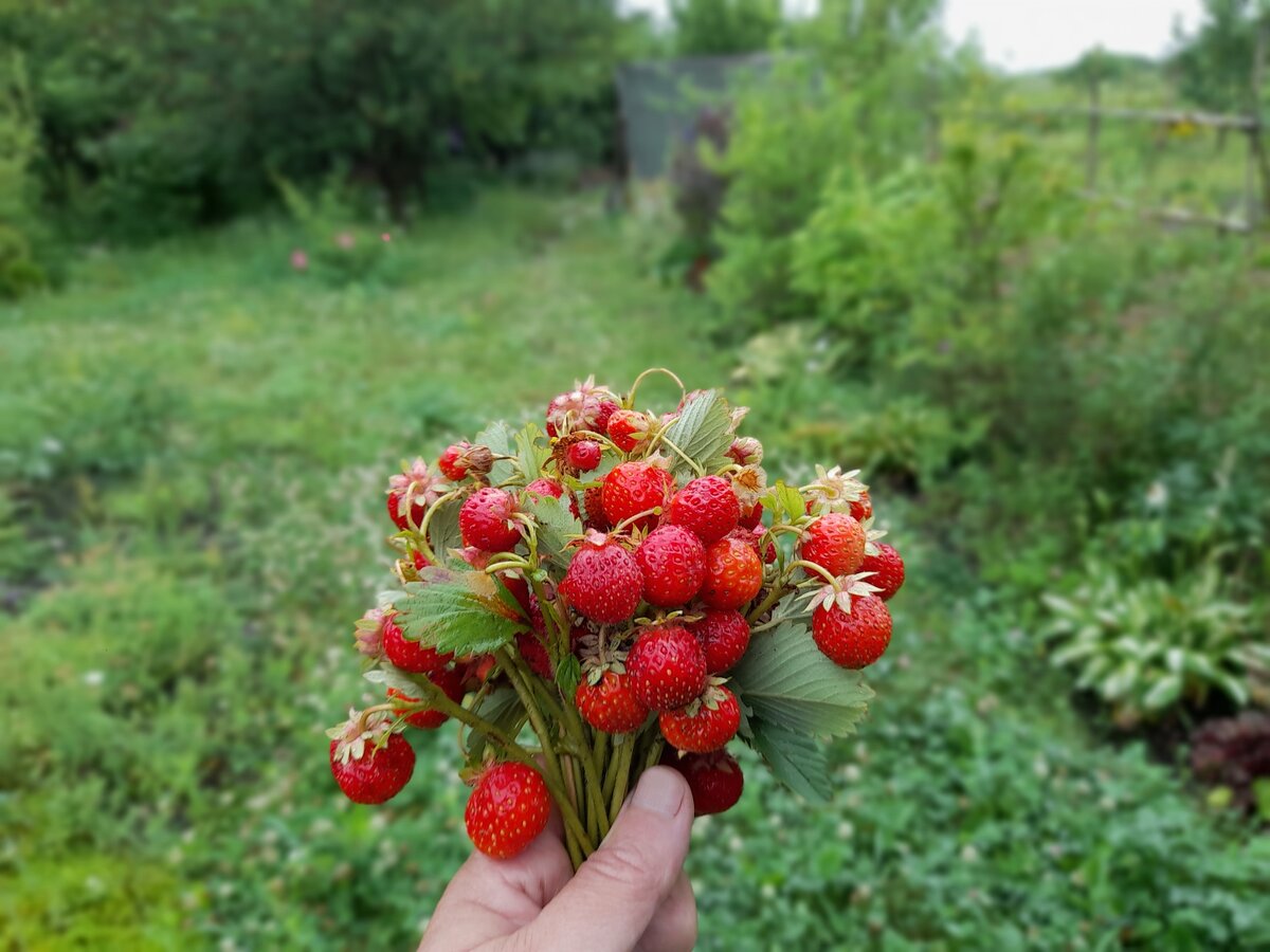Июньский приветик с моего огорода