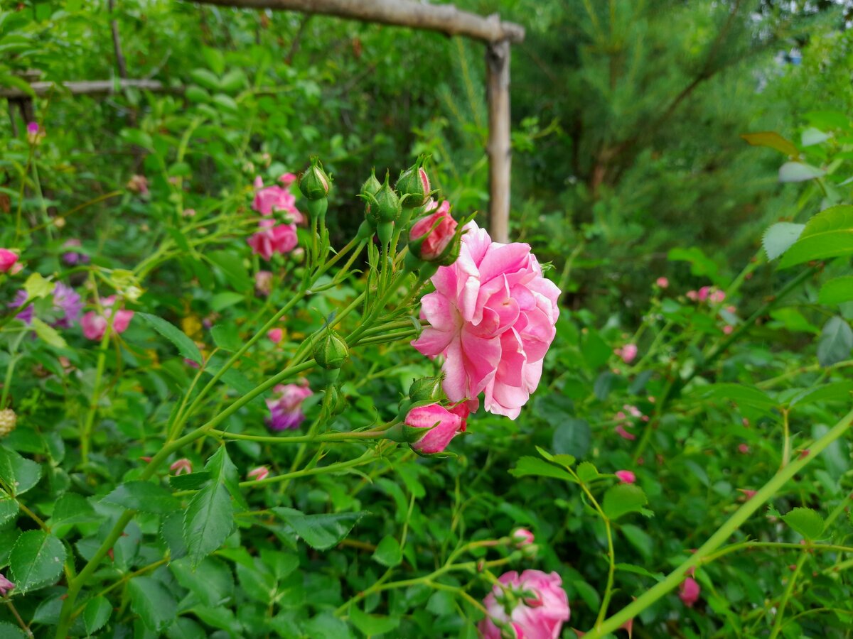 Название этой розы не знаю, поэтому она у меня "розовая  п л е т и с т а я"
