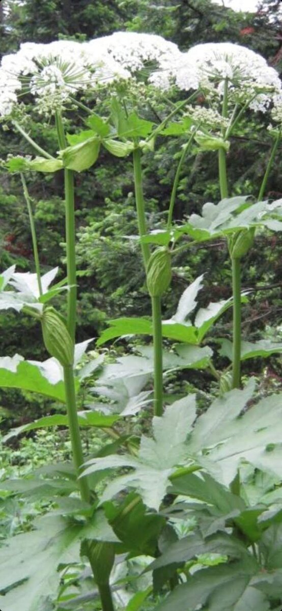 Из интернета