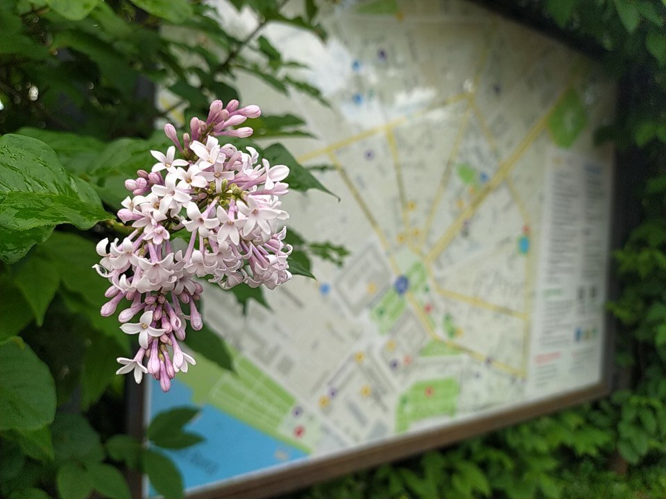 Карта Костромы в сквере Сусанина. Сирень ещё цветëт