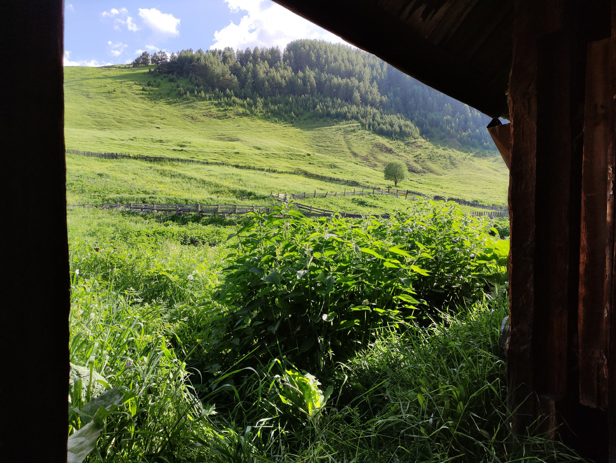 Запущенные джунгли ЗА домом. Фото автора