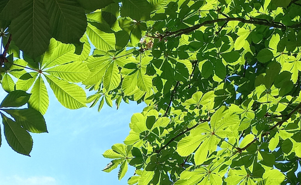 Июльское утро в Донецке. 2024