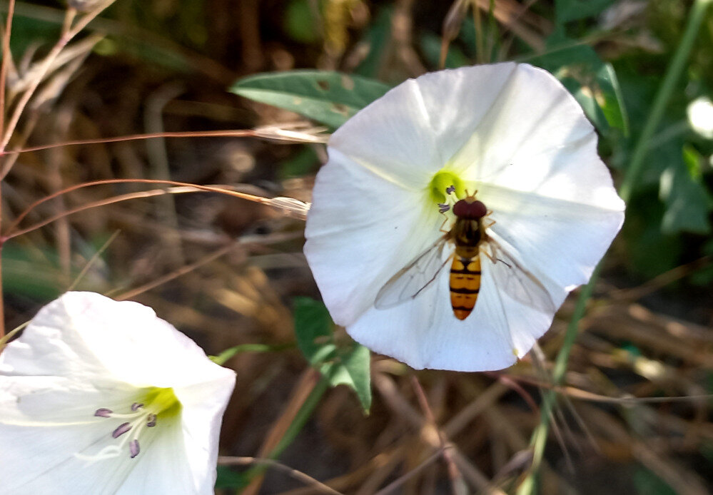 Звуки летнего утра в Донецке. 2024