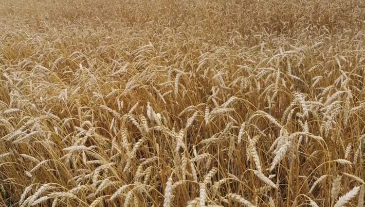    Внекорневая подкормка цеолитом хорошо подошла озимой пшенице и кукурузе