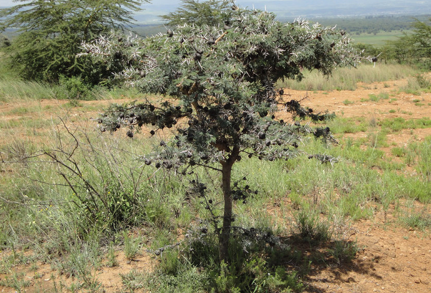 Acacia drepanolobium