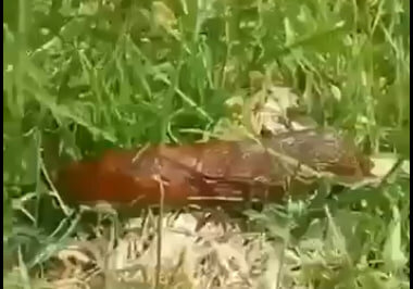 Фото: скриншот из видео группы "Красносельский район" в соцсети "ВКонтакте" 