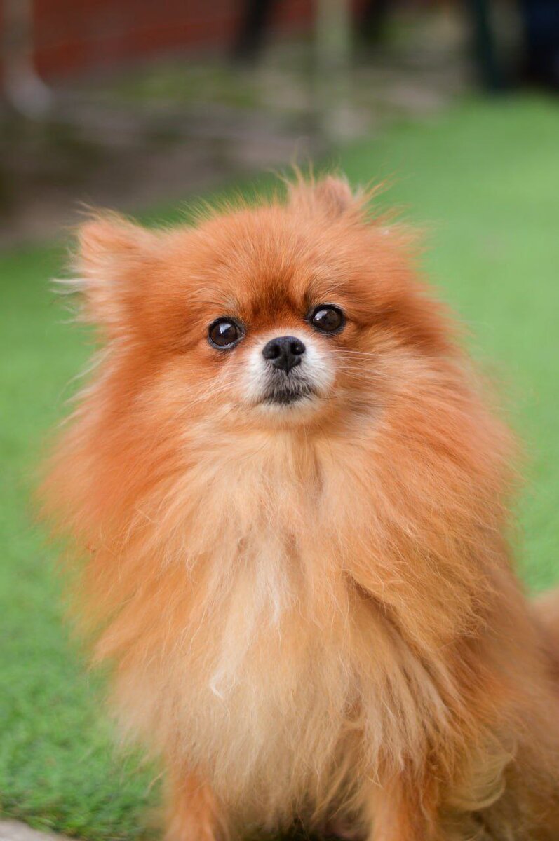 Ищет дом в Москве и МО маленькая собачка из приюта Домик Мелкашей