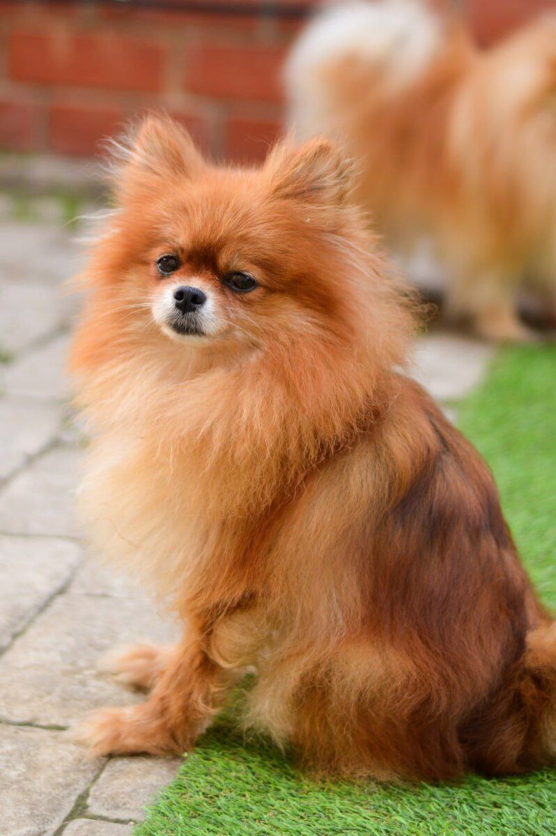 Ищет дом в Москве и МО маленькая собачка из приюта Домик Мелкашей